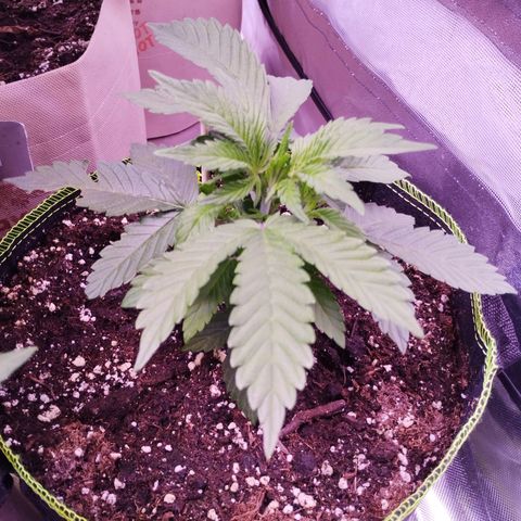 2Fast4Buds Automix 1 growlog timeline photo