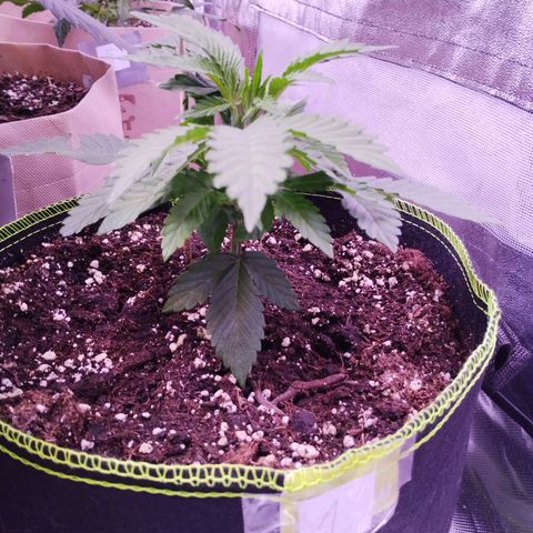 2Fast4Buds Automix 1 growlog timeline photo