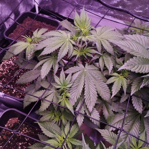 Smart Lady growlog timeline photo