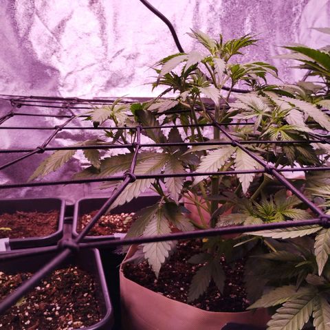 Smart Lady growlog timeline photo