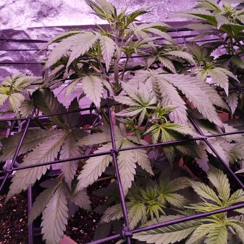 Smart Lady growlog timeline photo