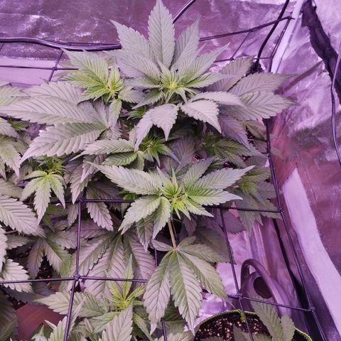 Lemon Cherry Cookies Automatic growlog timeline photo