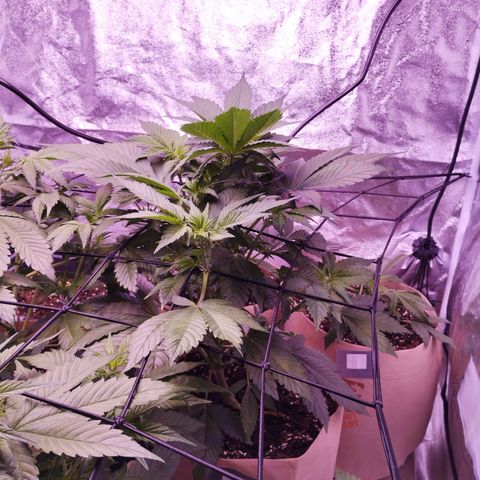 Lemon Cherry Cookies Automatic growlog timeline photo