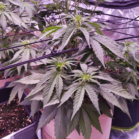 Gorilla Cookies Automatic growlog timeline photo