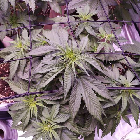 Gorilla Cookies Automatic growlog timeline photo