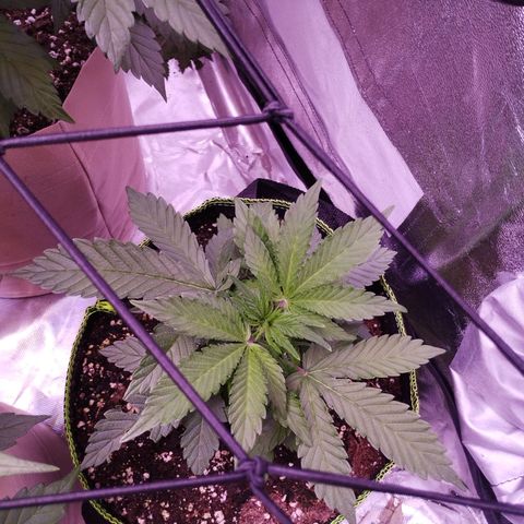2Fast4Buds Automix 1 growlog timeline photo
