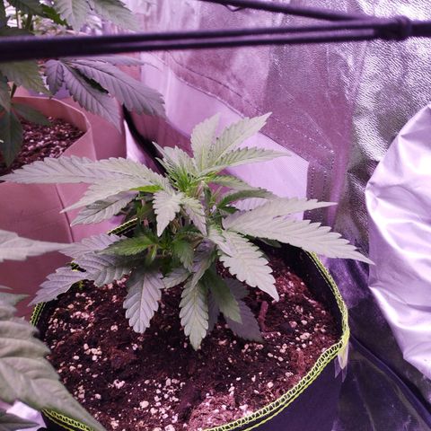 2Fast4Buds Automix 1 growlog timeline photo