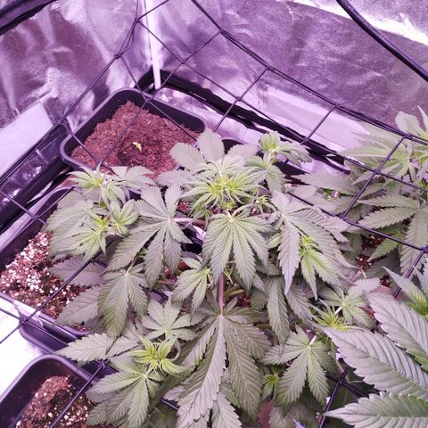 Smart Lady growlog timeline photo