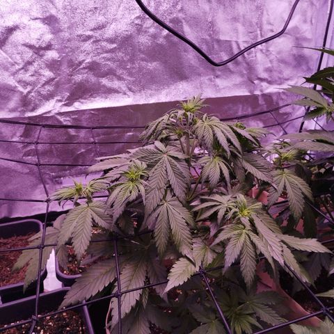 Smart Lady growlog timeline photo