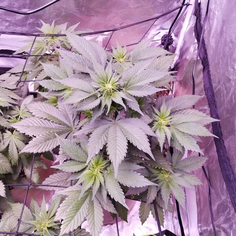 Lemon Cherry Cookies Automatic growlog timeline photo