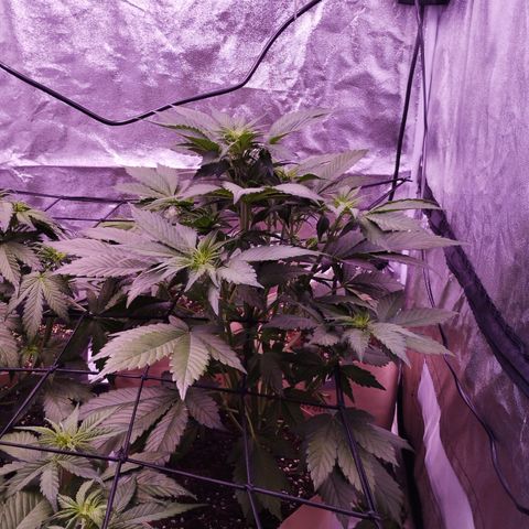 Lemon Cherry Cookies Automatic growlog timeline photo