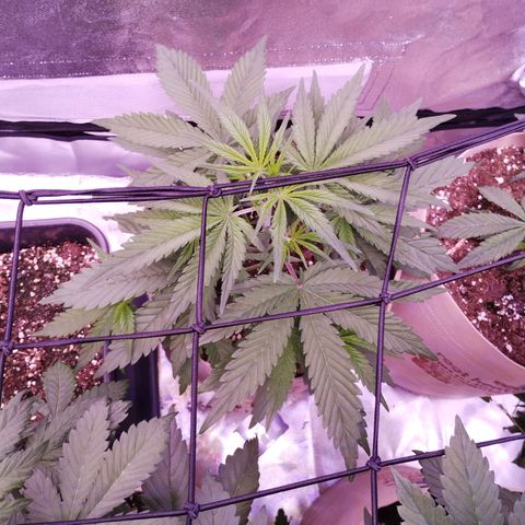 2Fast4Buds Automix 4 growlog timeline photo
