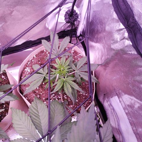 Purple Punch Auto growlog timeline photo