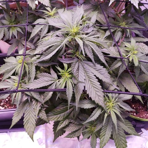 Gorilla Cookies Automatic growlog timeline photo