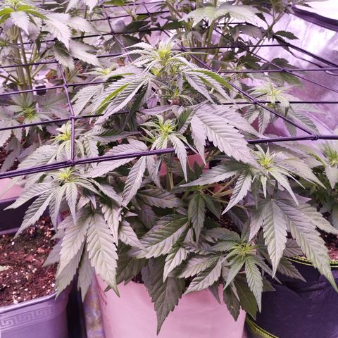 Gorilla Cookies Automatic growlog timeline photo