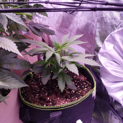 2Fast4Buds Automix 1 growlog timeline photo