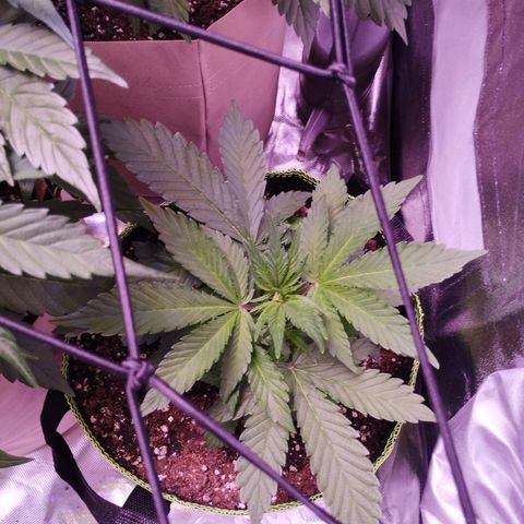 2Fast4Buds Automix 1 growlog timeline photo