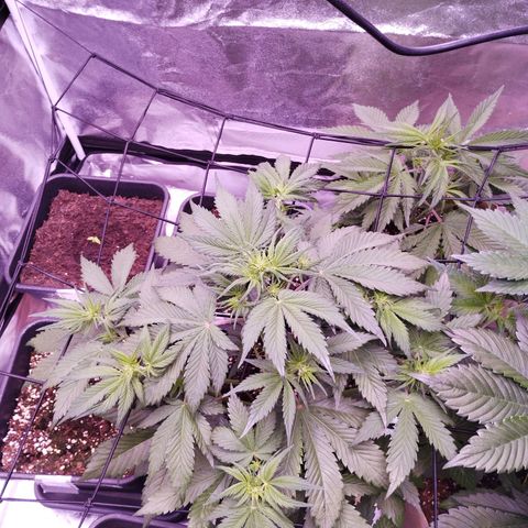 Smart Lady growlog timeline photo