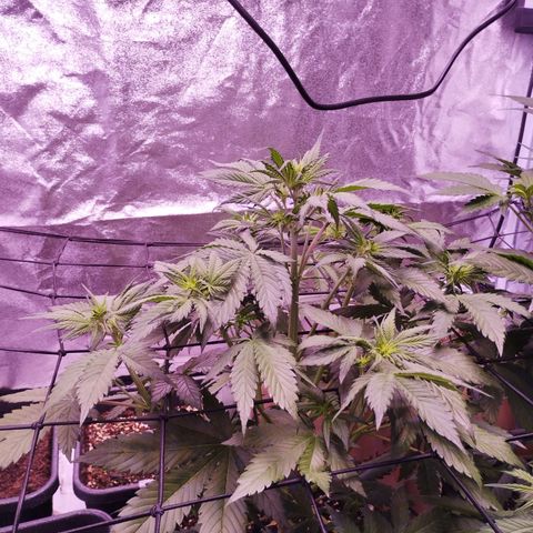 Smart Lady growlog timeline photo