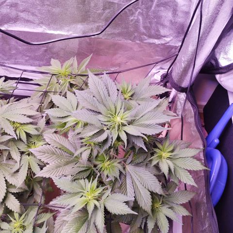Lemon Cherry Cookies Automatic growlog timeline photo