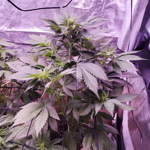Lemon Cherry Cookies Automatic growlog timeline photo