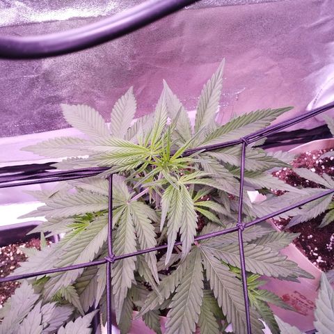 2Fast4Buds Automix 4 growlog timeline photo