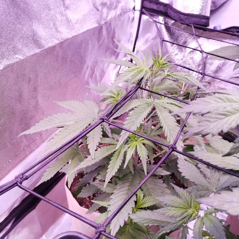 2Fast4Buds Automix 4 growlog timeline photo