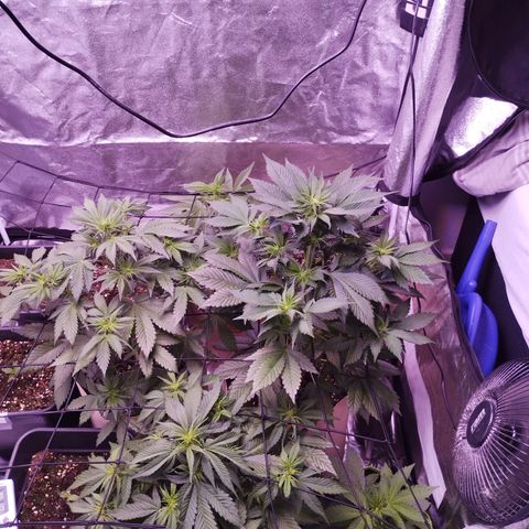 Purple Punch Auto growlog timeline photo