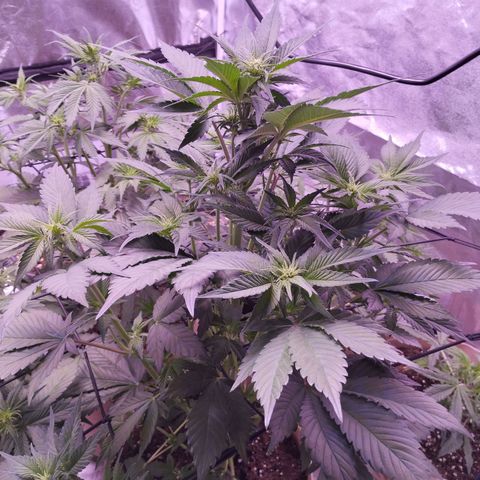 Lemon Cherry Cookies Automatic growlog timeline photo