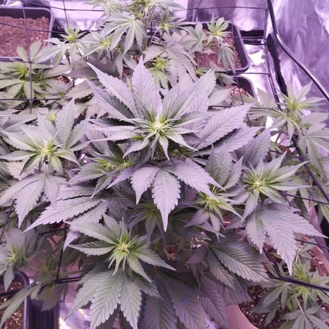 Lemon Cherry Cookies Automatic growlog timeline photo