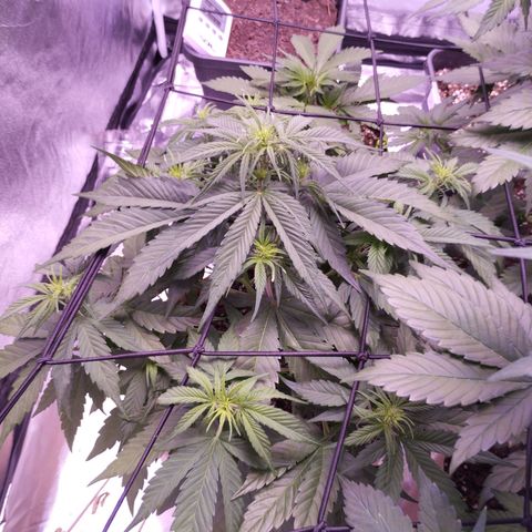 Gorilla Cookies Automatic growlog timeline photo