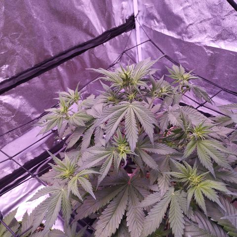 Smart Lady growlog timeline photo