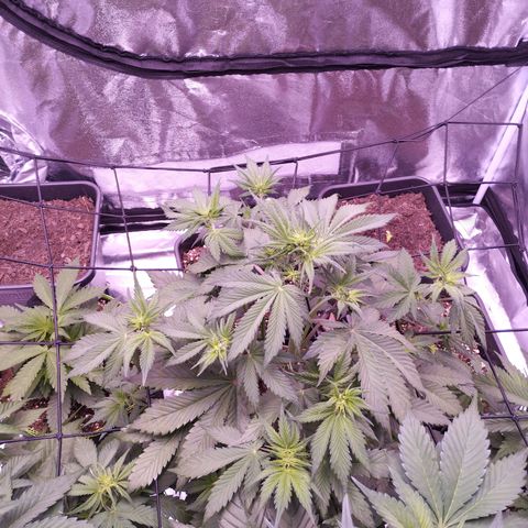 Smart Lady growlog timeline photo