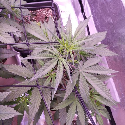 2Fast4Buds Automix 4 growlog timeline photo