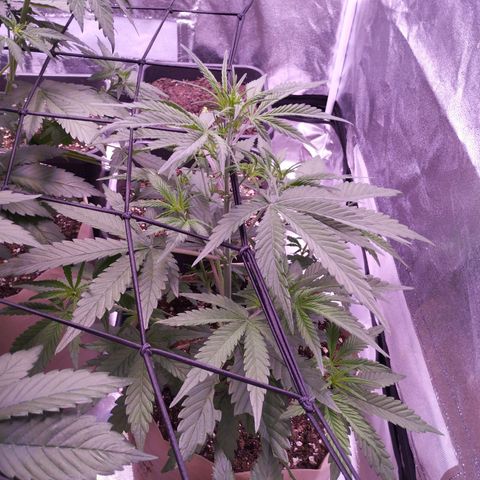 2Fast4Buds Automix 4 growlog timeline photo