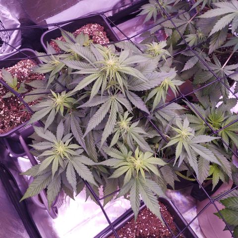 Gorilla Cookies Automatic growlog timeline photo