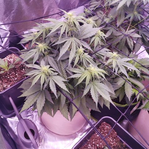 Gorilla Cookies Automatic growlog timeline photo