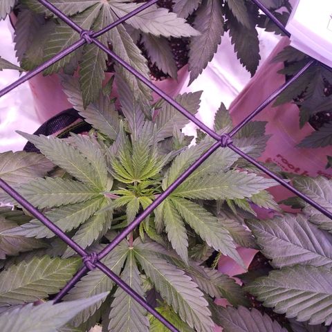 2Fast4Buds Automix 1 growlog timeline photo