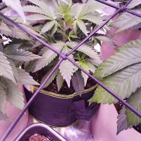 2Fast4Buds Automix 1 growlog timeline photo