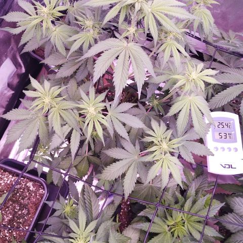Smart Lady growlog timeline photo