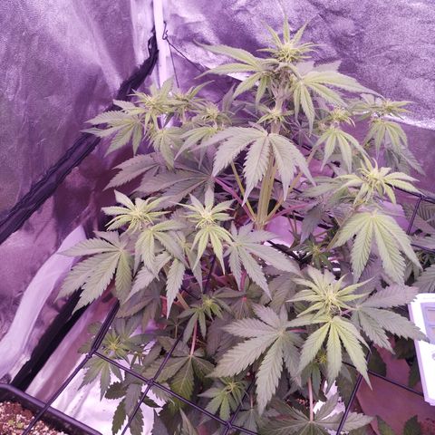 Smart Lady growlog timeline photo