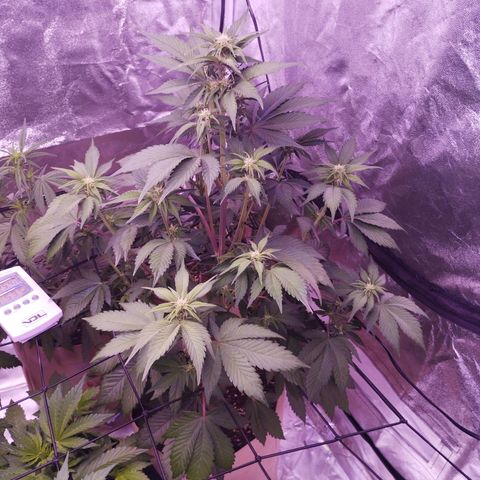 Lemon Cherry Cookies Automatic growlog timeline photo