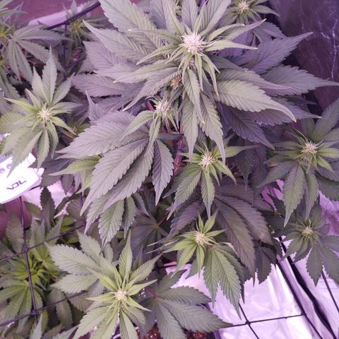 Lemon Cherry Cookies Automatic growlog timeline photo