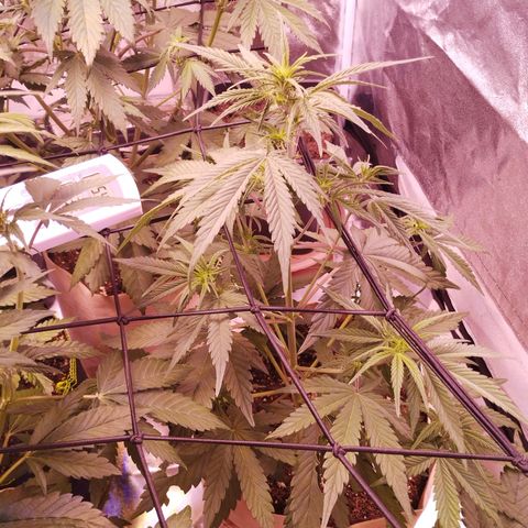 2Fast4Buds Automix 4 growlog timeline photo