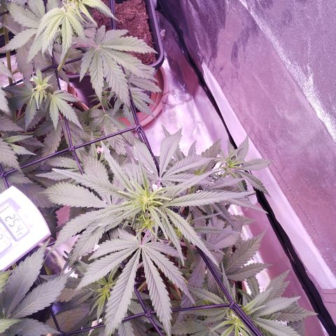 2Fast4Buds Automix 4 growlog timeline photo