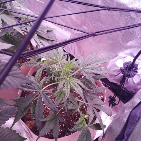 Purple Punch Auto growlog timeline photo