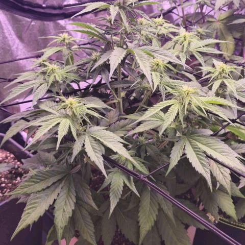 Gorilla Cookies Automatic growlog timeline photo