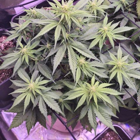 Gorilla Cookies Automatic growlog timeline photo