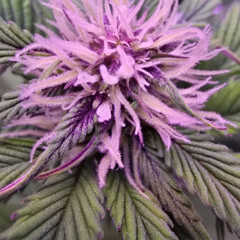 Lemon Cherry Cookies Automatic growlog photo: Das wird wohl eine Purple