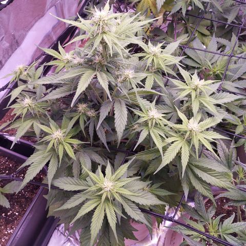 Gorilla Cookies Automatic growlog timeline photo